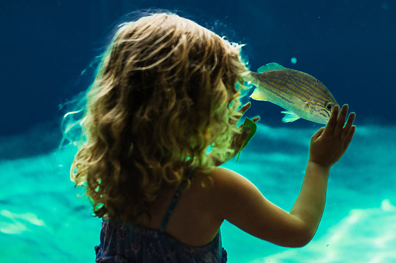 Little girl looking at a fish at the Columbus Zoo