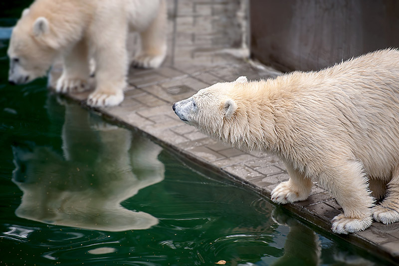 Columbus Zoo Polar Bears