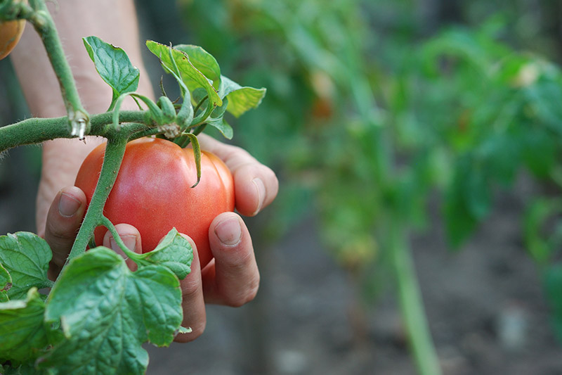 Tomato Farming