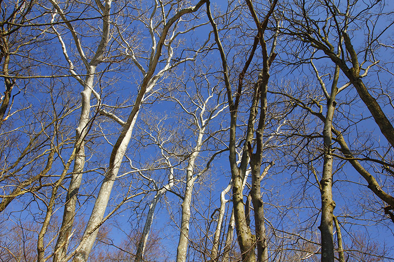 Wintery Landscape