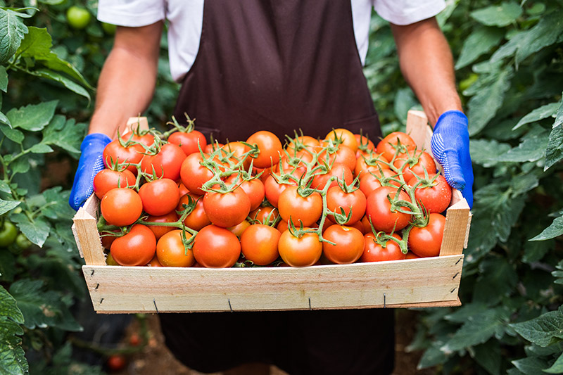 Reynoldsburg Tomato Festival