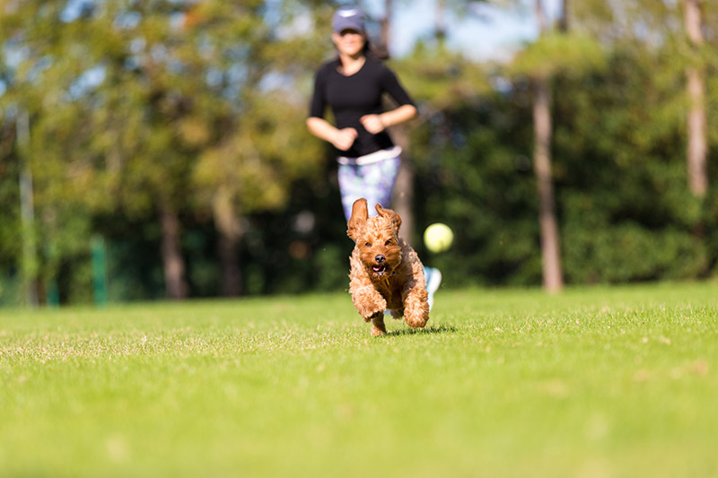 Off Leash Dog Park