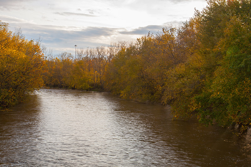 Olentangy River Autumn Leaves